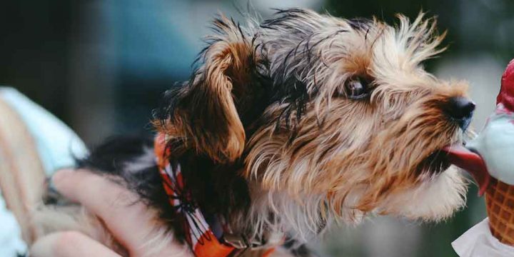 コンバージョン｜購入や登録など、サイト上での成果を表す指標の１つ